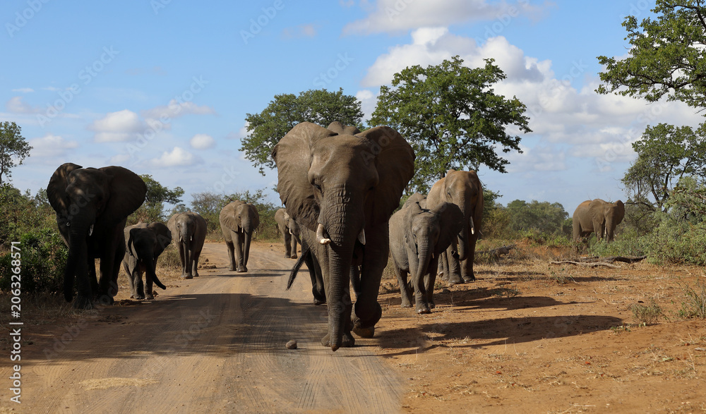 Naklejka premium Afrikanischer Elefant / African elephant / Loxodonta africana