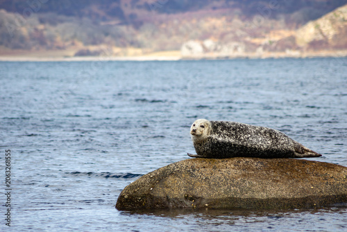 Εκτύπωση καμβά Solitary grey spotted seal resting calmly on a dark coastal rock in the water at