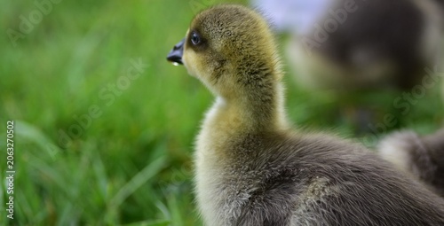 Billede på lærred Portrait of a young greylag goose gosling (Anser anser) standing in green grass