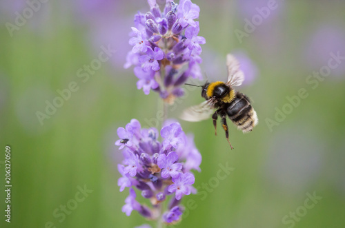 Bild auf Leinwand Bumblebee in flight with purple flower lavender, close-up