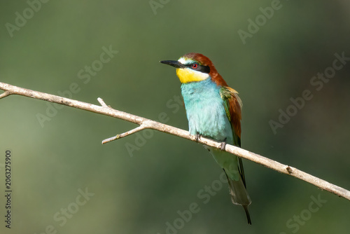 Bienenfresser - European bee-eater  (Merops apiaster),