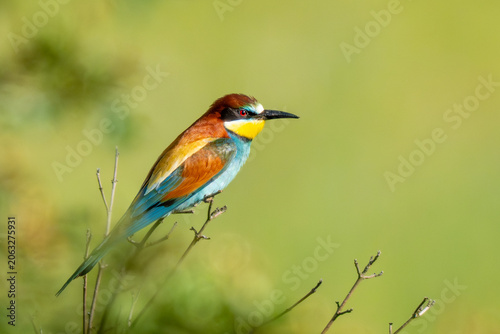 Bienenfresser - European bee-eater  (Merops apiaster),