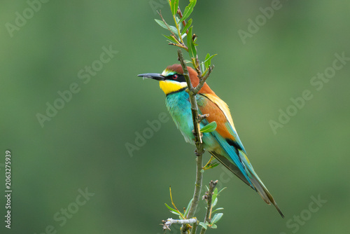 Bienenfresser - European bee-eater  (Merops apiaster),