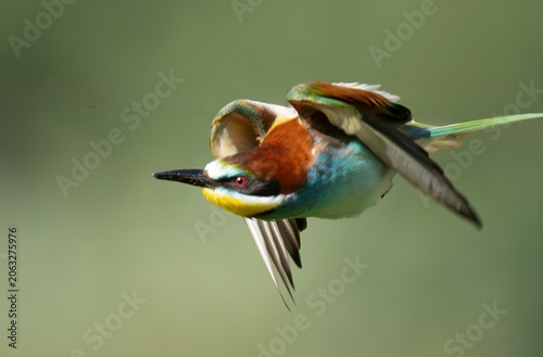 Bienenfresser - European bee-eater  (Merops apiaster),