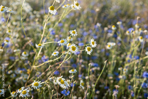 Rustic floral arrangement perfect for imagery, Delicate dried flowers set in pastoral meadow scene for branding