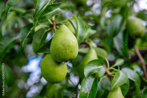 Lush orchard with shining dewy leaves. Detailed view of green pear with water droplets in soft sunlight environment