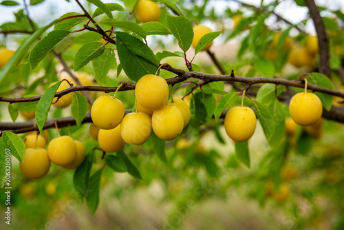 Sunlit branches with ripening yellow plums. Lush orchard setting featuring sundrenched yellow plums and thriving greens