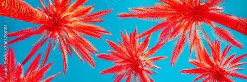 Vibrant red palm trees viewed from below against a bright turquoise tropical sky.