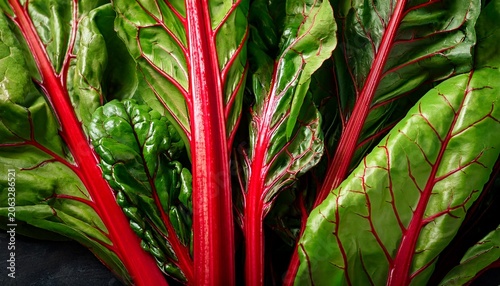 swiss chard macro closeup ripe swiss chard placed together as background a close up of fresh swiss chard with vibrant red veins and green leaves in a detailed view
