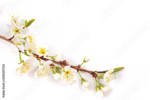 Flowering Branch With White Blossoms and Green Leaves on a Simple Background in Spring Season