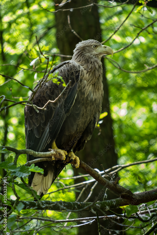 Fototapeta premium White-Tailed Eagle Resting Among Forest Branches in Wolinski National Park, Poland