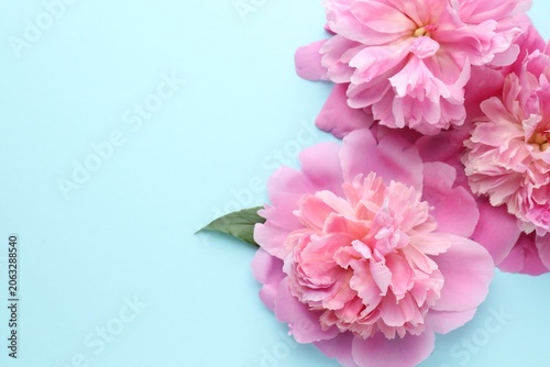 Beautiful pink peony flowers on light blue background, flat lay. Space for text