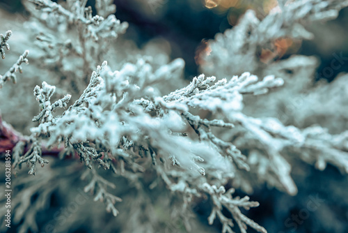 Close-up of Frosted Evergreen Branches With Subtle Glistening in Winter Sunlight