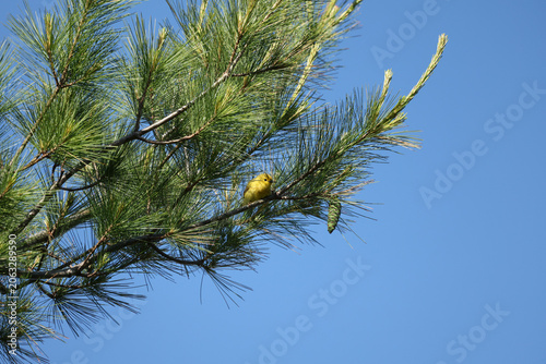 Yellow Warbler (Setophaga petechia) perched among pine branches and needles under a clear blue sky, displaying natural habitat and behavior.