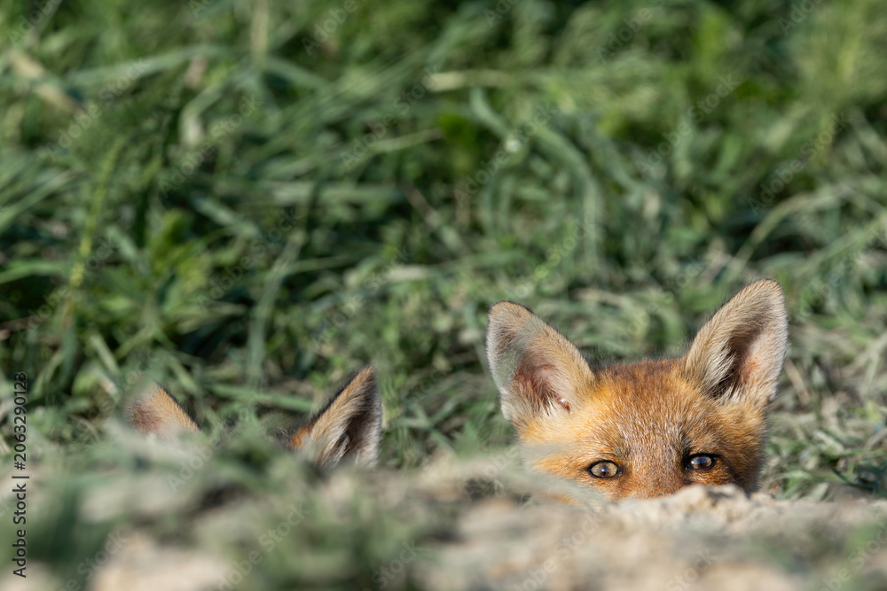 Fototapeta premium red fox cub peeking from den entrance