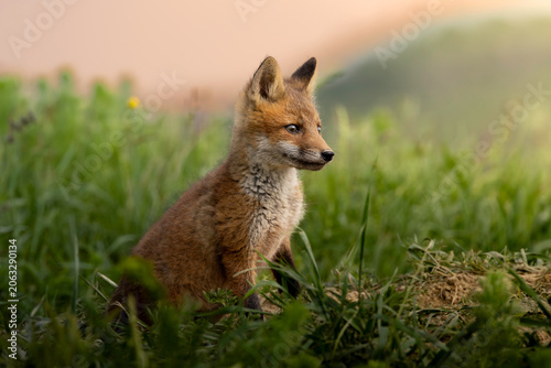 Foto red fox cub sitting in meadow grass