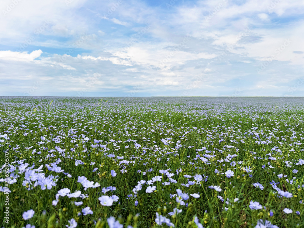 Obraz premium Flax field with blooming plants under beautiful sky