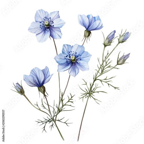 watercolor of Nigella Branch illustration graphic, isolated on a white background.