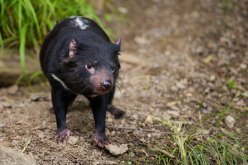 Tasmanian Devil Snarls (Sarcophilus harrisii) in Zoo Enclosure Habitat, Real Photo