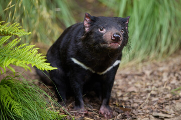 Tasmanian Devil Snarls (Sarcophilus harrisii) in Zoo Enclosure Habitat, Real Photo
