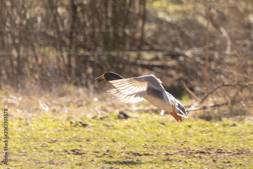 Laufente im Flug