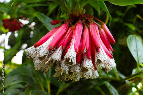 Vibrant Red and White Bell-Shaped Flowers in Lush Greenery - Perfect for Nature Posters and Botanical Designs