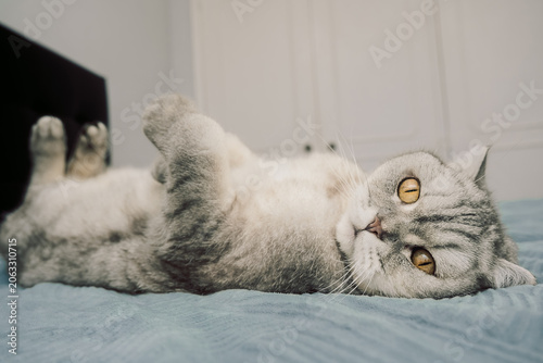 Cat lies on bed with relaxed posture and shows playful behavior in bright room during daytime.  cat is lying on back on  bed, stretching its paws in air. room is well-lit, looks comfortable playful