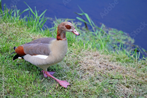 wild nile gans in the grass