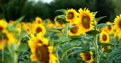 Valokuva Vibrant field of sunflowers basking in the warm summer sunlight