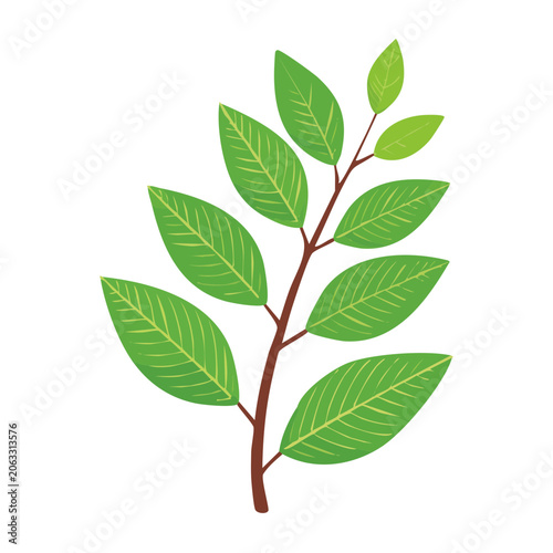Green leaf branch with transparent background