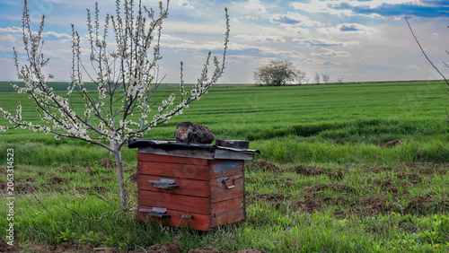 Foto Traditional rustic wooden beehive standing in a lush green agricultural field near blooming fruit trees in spring