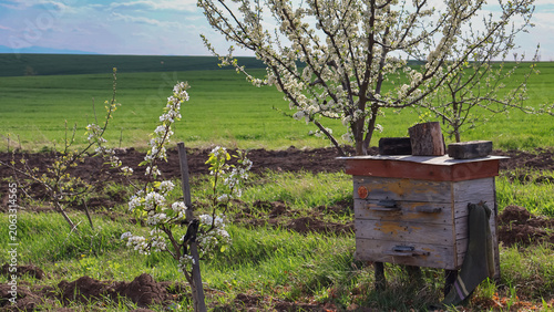 Bild auf Leinwand Traditional rustic wooden beehive standing in a lush green agricultural field near blooming fruit trees in spring