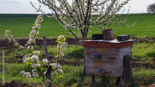 Bild auf Leinwand Traditional rustic wooden beehive standing in a lush green agricultural field near blooming fruit trees in spring