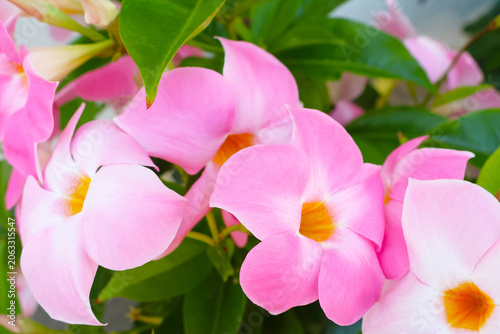 Vibrant Pink Mandevilla Flowers against Lush Green Foliage for Nature-Inspired Designs