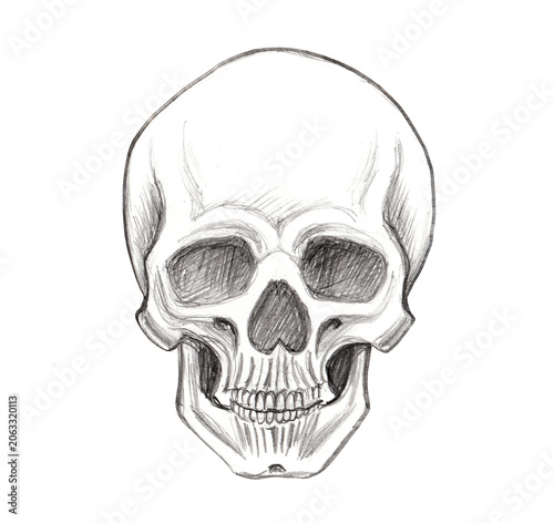 A human skull drawn in pencil on a white background