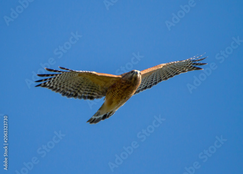 Red-Shouldered Hawk in Flight in Deep Blue Sky