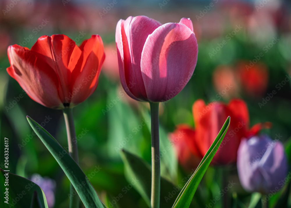 Fototapeta premium Vibrant and colorful tulip flower in the garden
