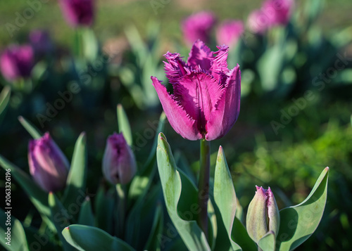Vibrant and colorful tulip flower in the garden