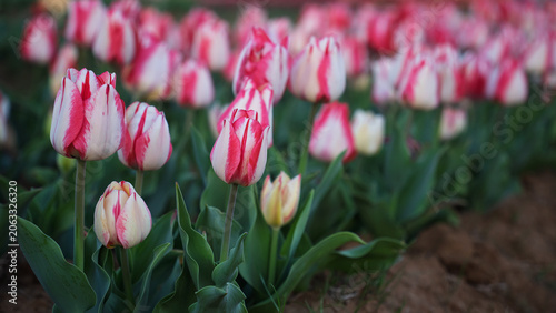 Vibrant and colorful tulip flower in the garden