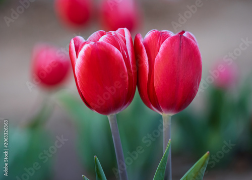 Vibrant and colorful tulip flower in the garden