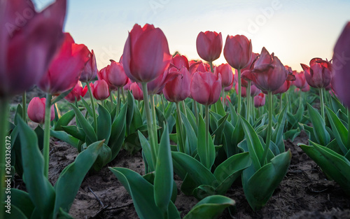 Vibrant and colorful tulip flower in the garden