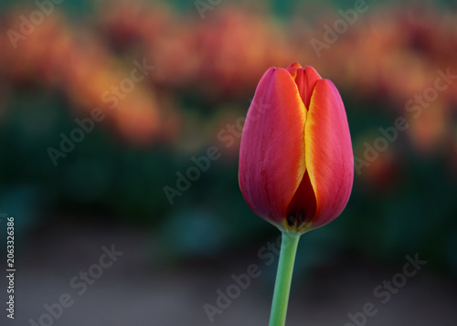 Vibrant and colorful tulip flower in the garden