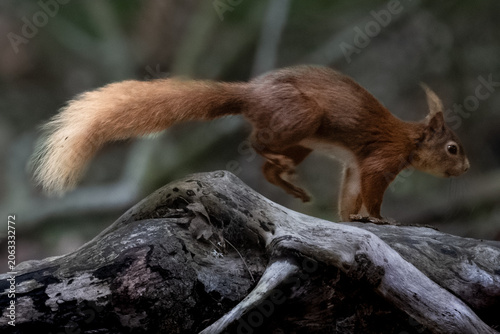 Close-Up Portrait of a Red Squirrel in Natural Habitat on brown sea island 