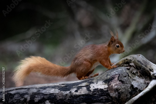 Close-Up Portrait of a Red Squirrel in Natural Habitat on brown sea island 