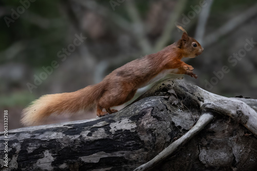 Close-Up Portrait of a Red Squirrel in Natural Habitat on brown sea island 
