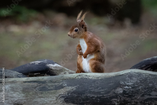 Close-Up Portrait of a Red Squirrel in Natural Habitat on brown sea island 
