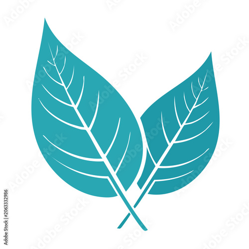 Two teal leaves with veins on transparent background