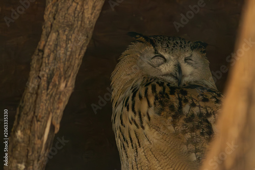Quadro su tela Bubo bubo sleep in deep dream state