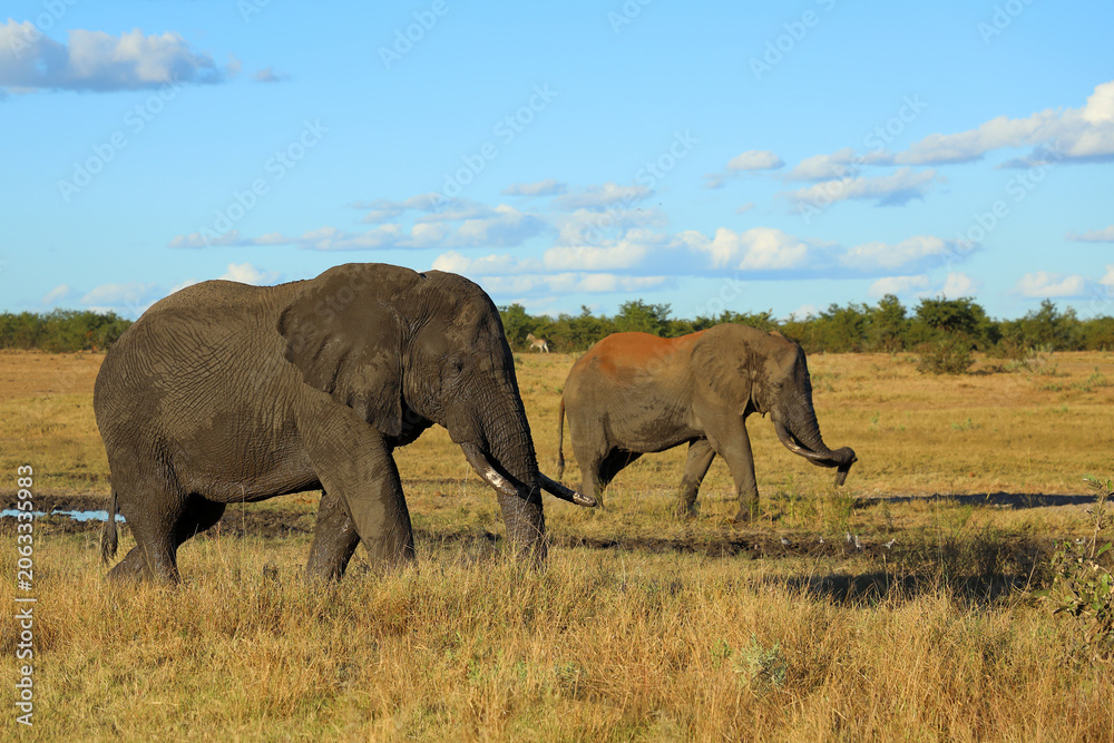Fototapeta premium Afrikanischer Elefant / African elephant / Loxodonta africana