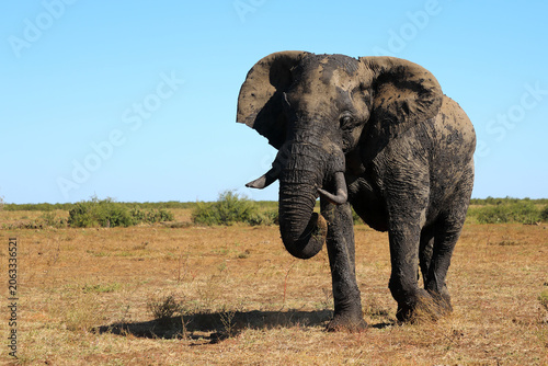 Photography Afrikanischer Elefant / African elephant / Loxodonta africana